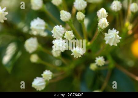 Spectacular Kalmia latifolia 'Pink Charm’, mountain laurel 'Pink Charm’ buds and flowers in close-up. natural plant portrait Stock Photo