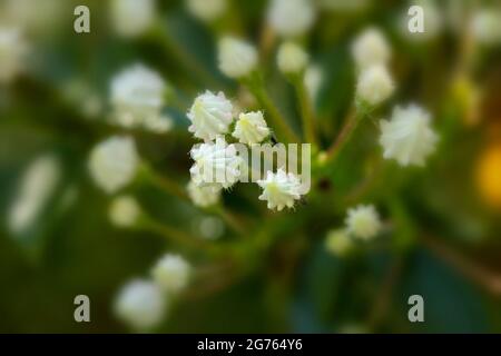 Spectacular Kalmia latifolia 'Pink Charm’, mountain laurel 'Pink Charm’ buds and flowers in close-up. natural plant portrait Stock Photo