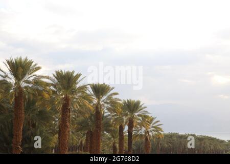 Grove of Majhul, Majhool, Medjool or Medjoul Palm Date Trees at sunrise on the Dead Sea shore, salty soil and desert agriculture, Date Trees thrive. Stock Photo