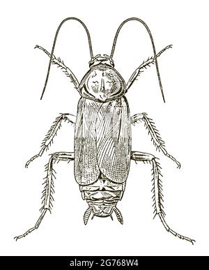 Male oriental cockroach blatta orientalis in dorsal view, after antique engraving Stock Vector
