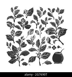 Mate plant set, calabash. Vector floral silhouette of leaves, branch, flower, berry. Art collection isolate on white background. Organic traditional h Stock Vector