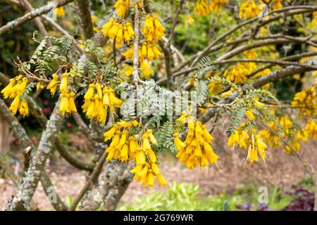 Coronilla Glauca 'Citrina', flowering shrub, pea-like yellow flowers, captured in early Spring, United Kingdom Stock Photo