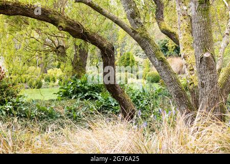 A flower bed captured in Spring in Hampshire, UK. It shows the trunks and leaves of Willow along with soft, grasses in the foreground. Stock Photo
