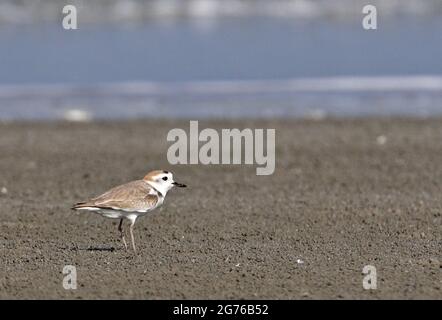 White-faced Plover (Charadrius dealatus) adult male standing on sandy beach  Thailand           February Stock Photo