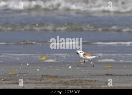 White-faced Plover (Charadrius dealatus) adult running on sandy beach  Thailand           February Stock Photo