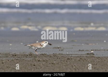 White-faced Plover (Charadrius dealatus) adult standing on sandy beach with crab in bill Thailand           February Stock Photo