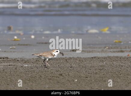 White-faced Plover (Charadrius dealatus) adult standing on sandy beach with crab in bill Thailand           February Stock Photo