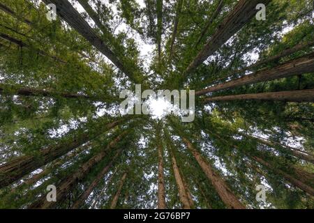 Cathedral Redwoods - Circle of Coast Redwoods. Henry Cowell Redwoods State Park, Santa Cruz County, California, USA. Stock Photo