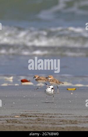 White-faced Plover (Charadrius dealatus) adult standing on sandy beach with a pair of leg tagged Malaysian Plover (C.peronii) Thailand           Febru Stock Photo