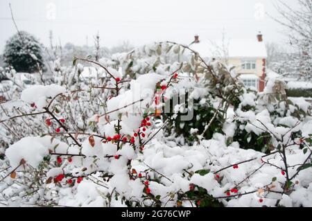 Red cotoneaster berries in the winter snow in Lickey End, Bromsgrove. Stock Photo