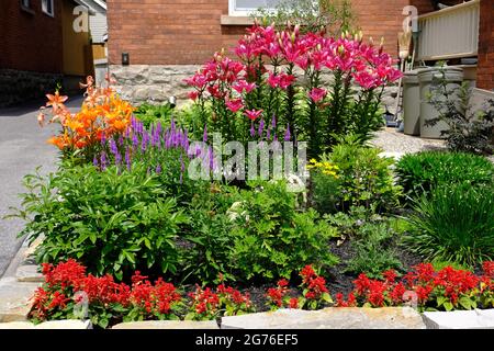 Fantastic orange and pink liliy (Lilium bulbiferum) during the height of summer in a front garden in Ottawa, Ontario, Canada. Stock Photo