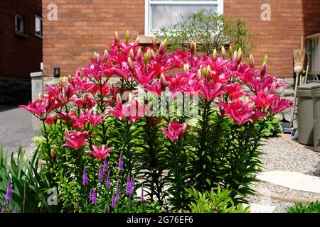 Fantastic hot pink liliy (Lilium bulbiferum) in a front garden in Ottawa, Ontario, Canada. Stock Photo