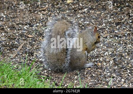 Eastern grey squirrel (Sciurus  carolinensis) enjoying a smorgasbord of seeds under a bird feeder. Stock Photo