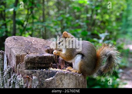 American red squirrel (Tamiasciurus hudsonicus) eating sunflower seeds on a tree stump, looking extremely cute. Ottawa, Ontario, Canada. Stock Photo