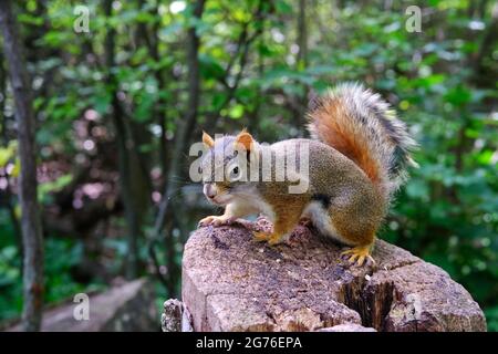 American red squirrel (Tamiasciurus hudsonicus) eating sunflower seeds on a tree stump, looking extremely cute. Ottawa, Ontario, Canada. Stock Photo