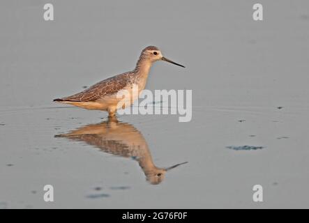 Marsh Sandpiper (Tringa stagnatilis) adult standing in shallow water Thailand                  February Stock Photo