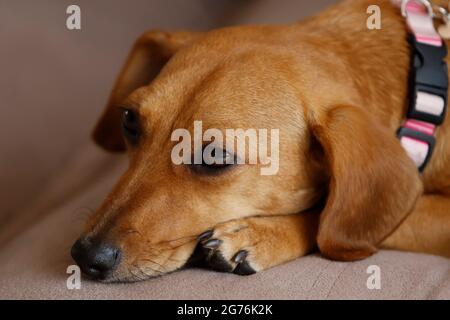 small animal dachshund puppy lying and quiet in yellow color and mixed breed Stock Photo