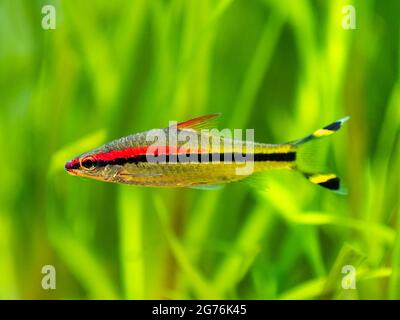 Denison barb (Sahyadria denisonii) swimming on a fish tank with blurred background Stock Photo