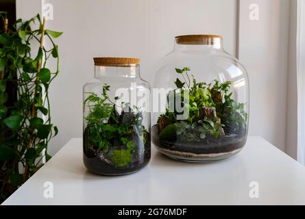 Small decoration plants in a glass bottle, garden terrarium bottle, forest in a jar. Terrarium jar with piece of forest with self ecosystem. Stock Photo