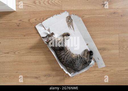 Grey tabby kitten lie down on the floor in torn cardboard box. Funny cat play at home. Sleeping relaxed in a box on the floor. Top view, wooden floor Stock Photo