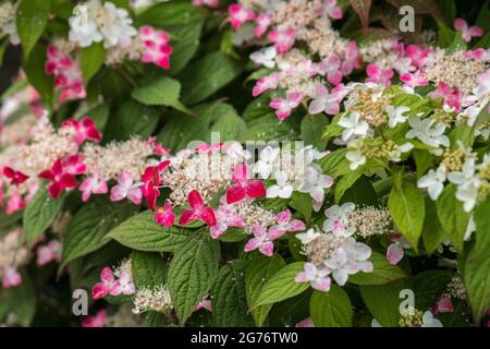 Hydrangea Macrophylla serrata cv kurenai HYDRANGEACEAE hortensia hortensie Stock Photo