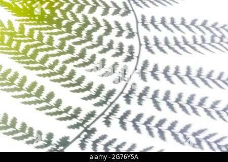 Fern leaf shadow on white background. Color toning. Close up Stock Photo