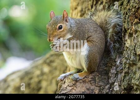 Eastern gray squirrel (Sciurus carolinensis) eating a nut at Meeks Park in Blairsville, Georgia. (USA) Stock Photo