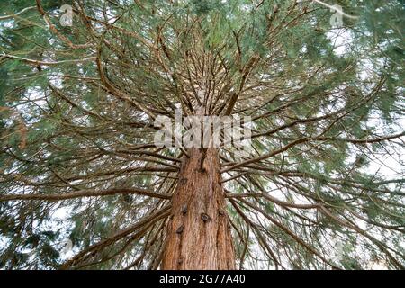 Low angle view of a pine tree trunk with branches and leaves Stock Photo