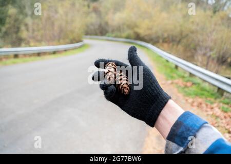 Hand with black gloves holding a two fir cones beside the road in Tacoma, Washington Stock Photo