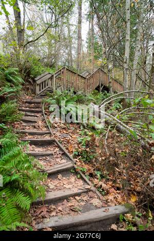 Uphill trail with wooden steps leading to a path with wooden handrails in Tacoma, Washington Stock Photo