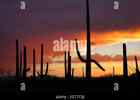 Saguaro National Park  (west unit)  AZ / AUG Sunset over the Roskruge Mountains viewed from the Desert Discovery loop trail. Stock Photo