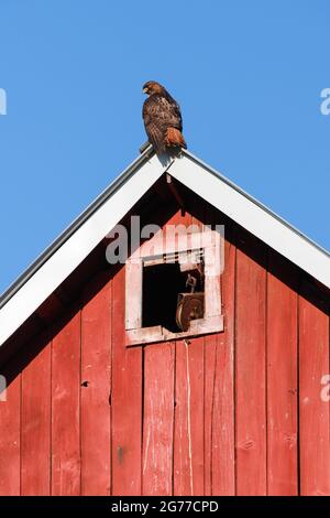Carnation, WA, USA - July 11, 2021; A red tail hawk resting on the gable of the Quaale Barn in the Snoqualmie Valley of Western Washington State Stock Photo