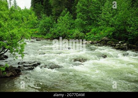 A small, turbulent river, carries its clear turquoise waters through the summer forest after the rain. Iogach River, Altai, Siberia, Russia. Stock Photo