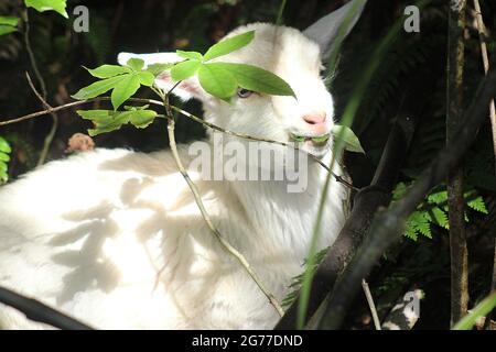 juvenile feral goat (Capra hircus) in New Zealand bush Stock Photo