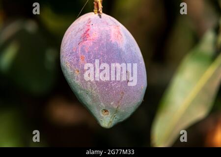 red mangoes on the branches of mango trees in mango orchards in Punjab, Pakistan , Pakistan produce best mangoes in the world Stock Photo