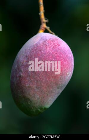 red mangoes on the branches of mango trees in mango orchards in Punjab, Pakistan , Pakistan produce best mangoes in the world Stock Photo