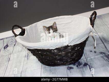 Small Kittens cuddling while napping in basket Stock Photo