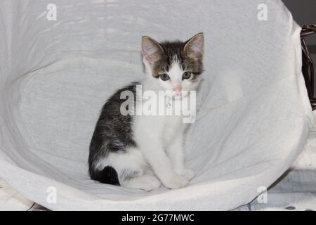 Small Kittens cuddling while napping in basket Stock Photo
