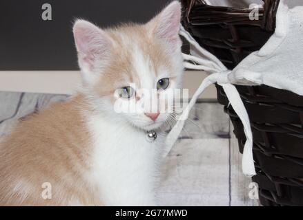 Small Kittens cuddling while napping in basket Stock Photo