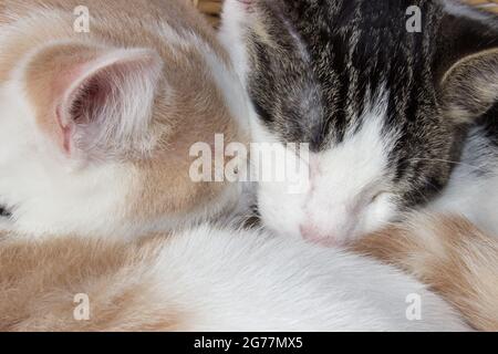 Small Kittens cuddling while napping in basket Stock Photo
