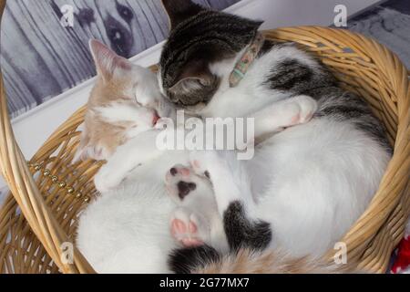 Small Kittens cuddling while napping in basket Stock Photo