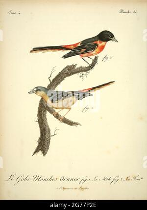 Minivet oranor, (Pericrocotus cinnamomeus), Small Minivet,  from the Book Histoire naturelle des oiseaux d'Afrique [Natural History of birds of Africa] Volume 4, by Le Vaillant, Francois, 1753-1824; Publish in Paris by Chez J.J. Fuchs, libraire 1805 Stock Photo