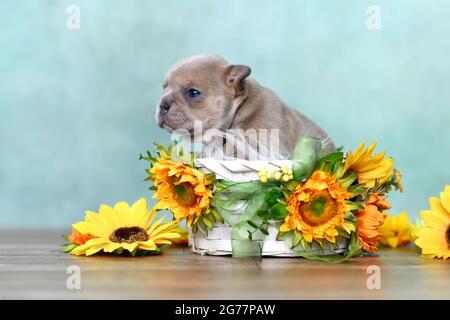 Small French Bulldog dog puppy in white basket with sunflowers in front of green wall Stock Photo