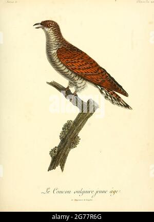 Juvenile Common Cuckoo from the Book Histoire naturelle des oiseaux d'Afrique [Natural History of birds of Africa] Volume 5, by Le Vaillant, Francois, 1753-1824; Publish in Paris by Chez J.J. Fuchs, libraire 1799 Stock Photo