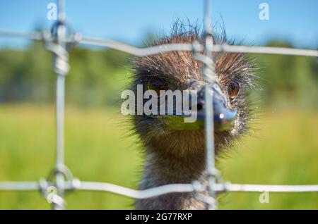 Portrait of an emu ostrich behind grid. Close-up. Selective focus Stock Photo