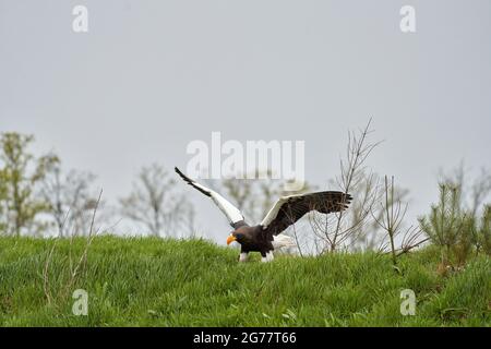 Close-up of a Steller's sea eagle. The bird of prey lands with outspread wings on grass. Against the background of trees, grass and blue sky. Detailed Stock Photo