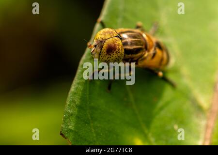 Big Eye Yellow Fly Insects Stock Photo