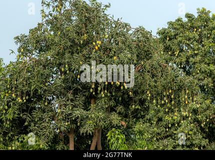 green fresh mangoes hanging on the branches of mango trees in orchards, man Stock Photo