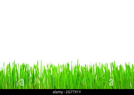 Bright fresh green grass with dew drops on a white background Stock Photo