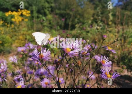 Closeup of delicate purple wood asters on a bright summer day with a white butterfly on them Stock Photo